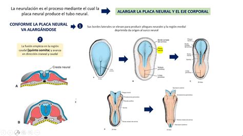 Embriologia Neurulacion Cierre Neuroporo Youtube