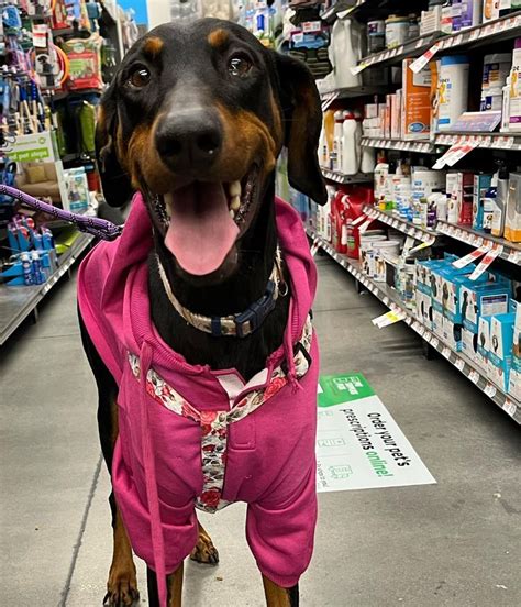 Dog For Adoption Colbie A Doberman Pinscher In Hilliard Oh Petfinder