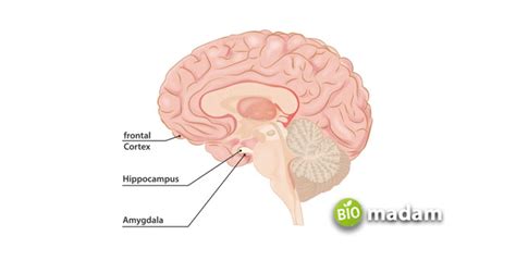 Function of Amygdala in Brain - biomadam