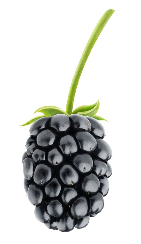 Blackberry Fruit PNG Transparent Images | PNG All | Fruit, Fruit ...