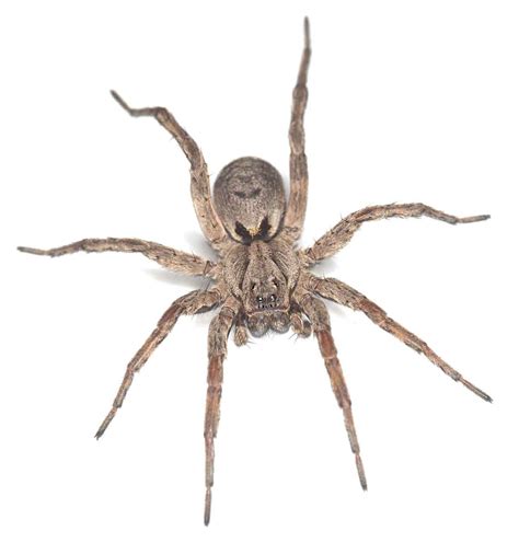 Wolf Spider Control Services In Utah Thorn