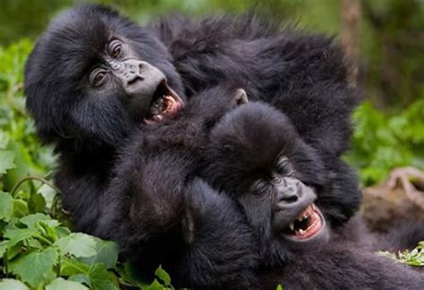 Bwindi Gorilla Trekking Discounts Safari Vacations Travel Services