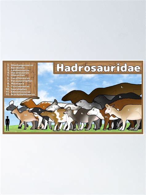 "Hadrosauridae Size Chart" Poster for Sale by charyzard | Redbubble