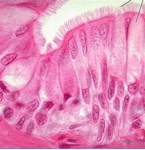 Epithelium Histology Flashcards Quizlet