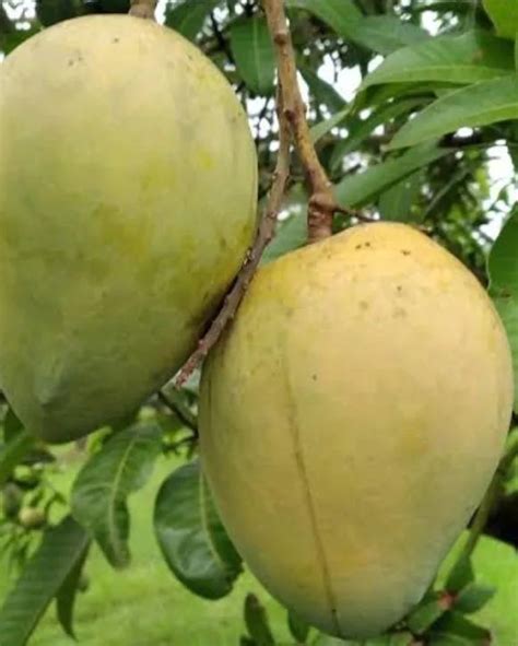 Pyanabi Harivanga Grafted Mango Plant Pyanabi