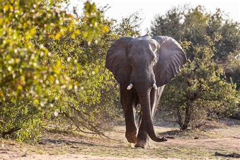 Kr Ger Nationalpark Intensiv Erleben Mit Inside Africa Kr Ger