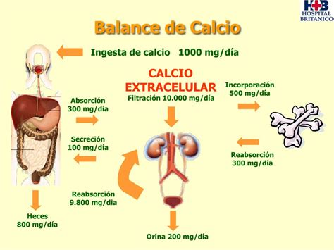 PPT Fisiología del Metabolismo fosfocalcico Calcificación vascular