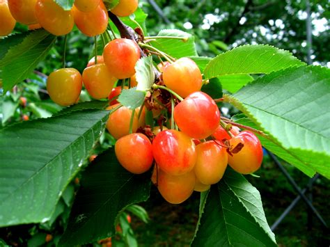 Rainier Cherries Plant Care Guide Plantly