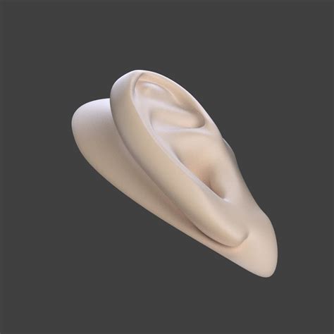 Free Human Ear 3d Model