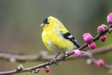 Male American Goldfinch Their Breeding Plumage Is Why They Flickr