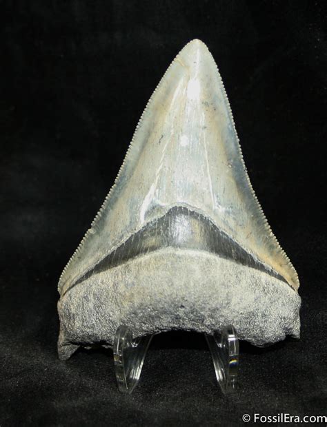 Killer 283 Inch Bone Valley Megalodon Tooth 927 For Sale