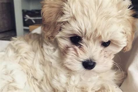 12 Amazing Things About Maltipoo Dogs