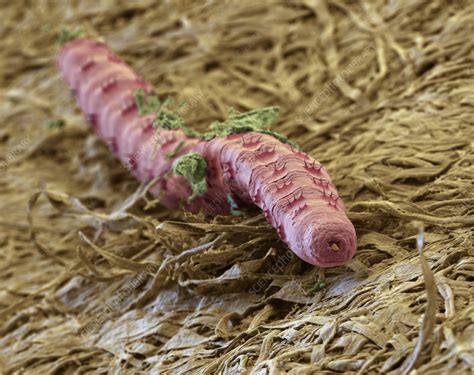 Earthworm SEM Stock Image C057 4239 Science Photo Library