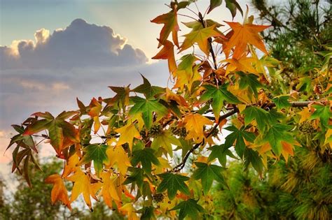 Ramas Hojas Y Frutos De Liquidambar Styraciflua En Oto O Con Nubes En