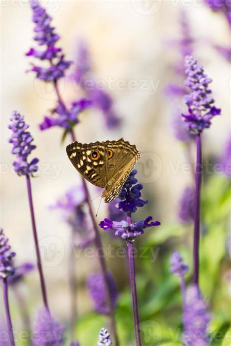 Blue Salvia flowers 8873166 Stock Photo at Vecteezy