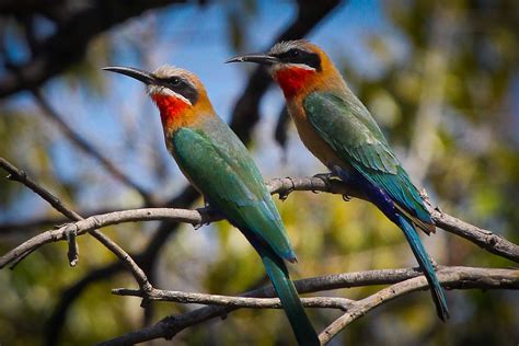 Feather Tailed Stories: White-fronted Bee-eater, Africa