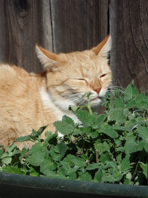 Catnip And Your Cat What It Is What It Does And Why It Doesnt