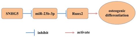 Long Non‑coding Rna Snhg5 Promotes Osteogenic Differentiation Of Human