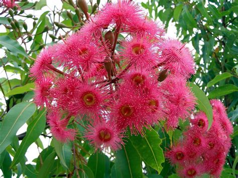 Corymbia Summer Glory Australian Native Plants Australian Native Flowers Native Plants