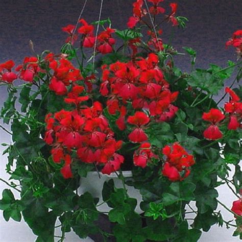 BIN1R7D4 Geranium Seeds Cascade Beauty Red Trailing Geranium 15 Seeds