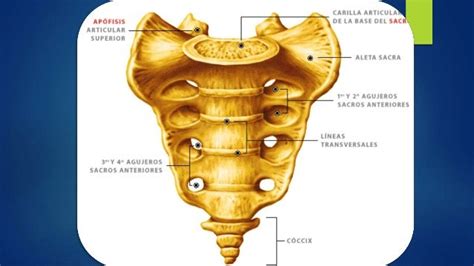 Sacro Y Coccix