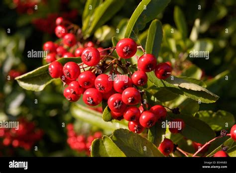 Pyracantha Berries Stock Photo - Alamy