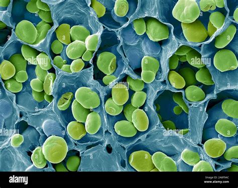 Starch grains., SEM Stock Photo - Alamy