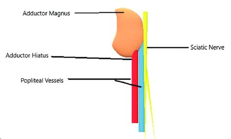 Adductor Hiatus