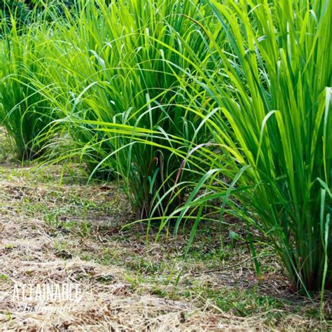 How To Grow Lemongrass In The Garden And In Containers