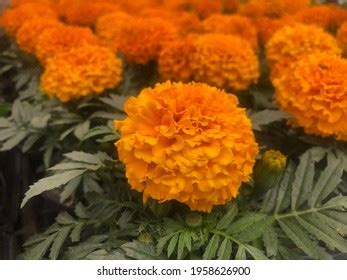 2,013 Mari Gold Flower Stock Photos, Images & Photography | Shutterstock