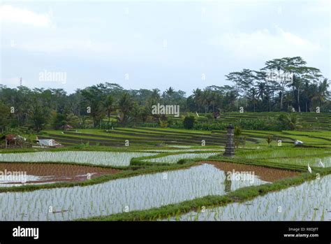 Terraced rice fields on Bali, Indonesia Stock Photo - Alamy