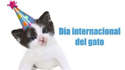 Día internacional del gato 2023 5 cosas para consentir al michi de la