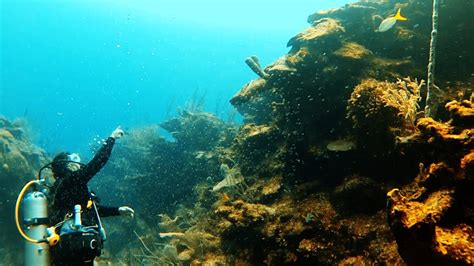 Scuba Diving With Amigos Del Mar San Pedro Ambergris Caye Belize