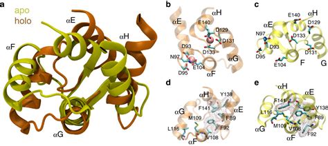 Conformational Heterogeneity Of The Calmodulin Binding Interface