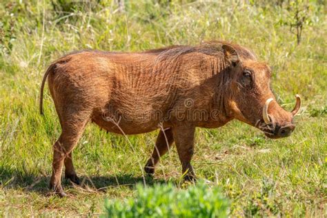 desert warthog  kruger national park south africa stock photo