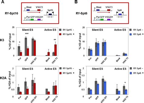 Knockdown Of The FACT Large Subunit Spt16 Results In Histone H3 Levels