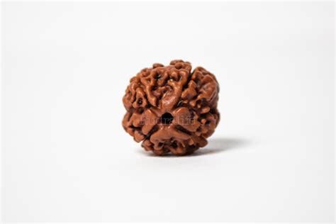 Buy 4 Mukhi Rudraksha Online Original Four Mukhi Rudraksha