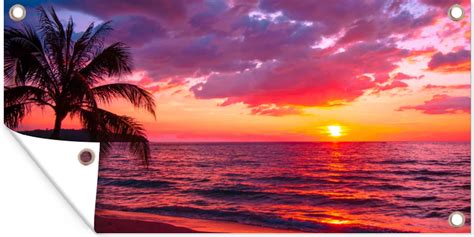 Schuttingposter Zon Horizon Roze Palmboom Zee X Cm