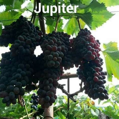 Anggur Import Jupiter Hasil Grafting Cepat Berbuah Bibit Anggur