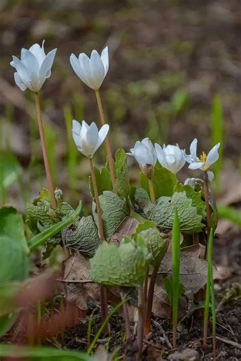 Cómo cultivar y cuidar las plantas de sanguinaria