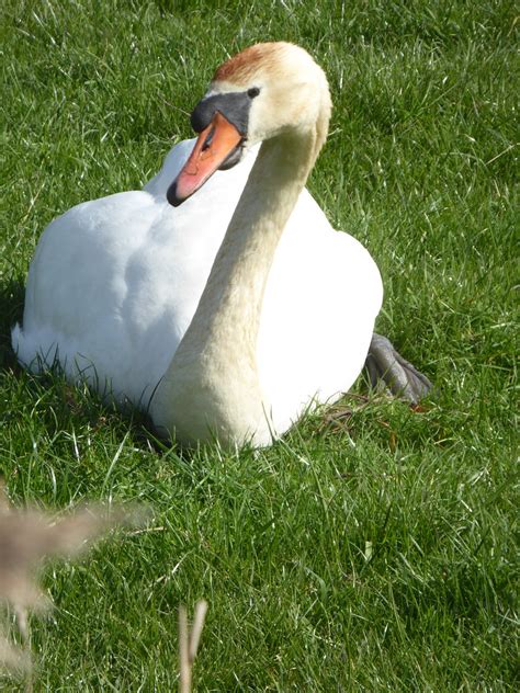 Swan On Grass Carlton Marshes Suffolk Wildlife Trust Natu… Flickr