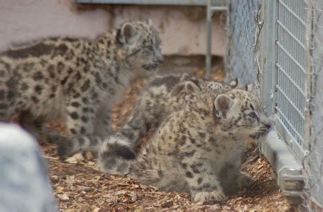 Three Snow Leopard Cubs Debut Banham Zoo - ZooBorns