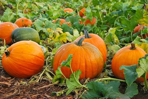 ᐈ Cómo plantar calabazas Una adición versátil y deliciosa a tu jardín