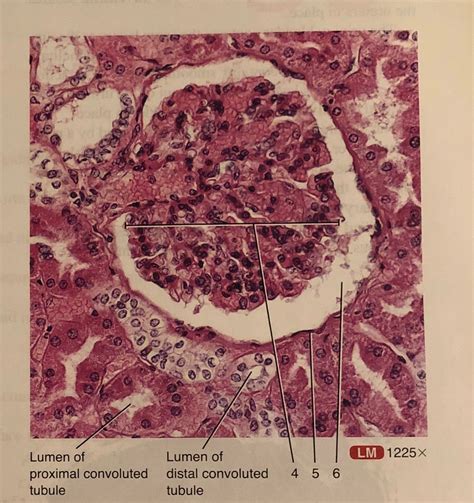 Glomerulus histology Diagram | Quizlet