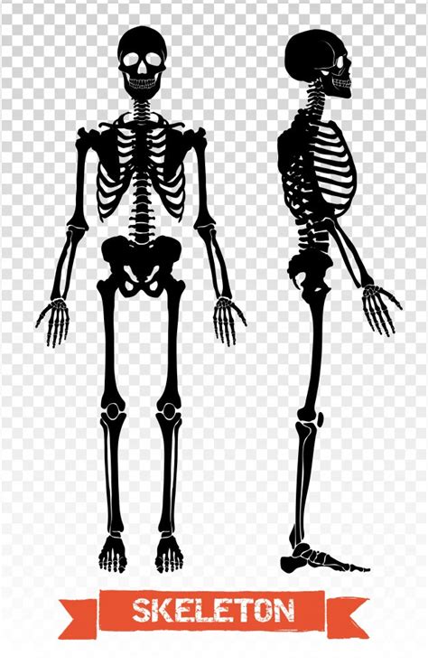 Human Skeleton Vector At Vectorified Collection Of Human Skeleton