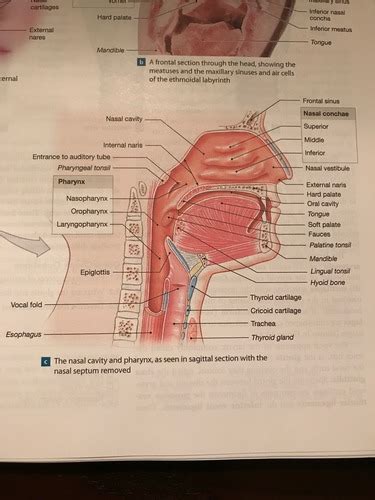 Respiratory System Flashcards Quizlet