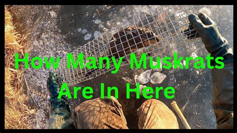 Muskrat Trapping How Many Are In This Pond Youtube