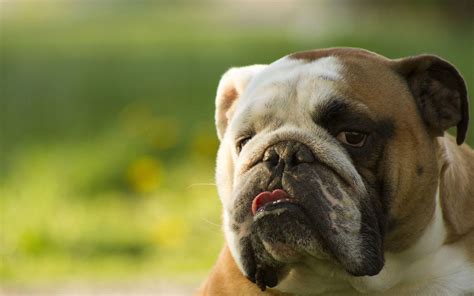 English Bulldog Wallpapers - Wallpaper Cave