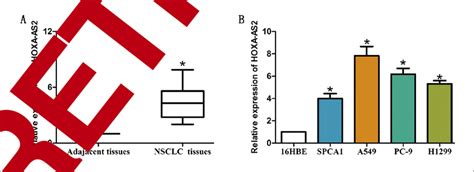 Hoxa As Was Highly Expressed In Nsclc Tissues And Cell Lines A