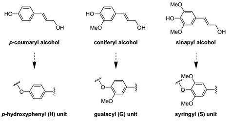 Main Three Lignin Building Blocks Monolignols Top The